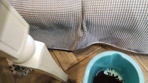 Посадка Самшита из семян дома своими руками