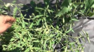 В заросших ДЕБРЯХ томата Сибирский бройлер я нашла  много крупных плодов! Ожидаю большой урожай!