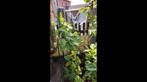 Новинка Плетистая Роза 🌹NEW DREAMS 🌹Магнолии после зимо?