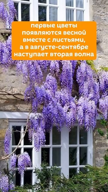 В Абхазии время цветения глицинии #абхазия #туризм #trave