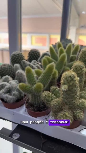 #комнатныецветы#садоводничество#садовыецветы💚упако смотреть онлайн