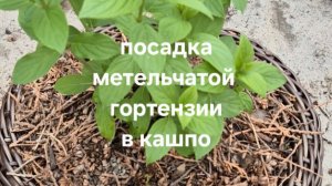 Посадка метельчатой гортензии в кашпо.