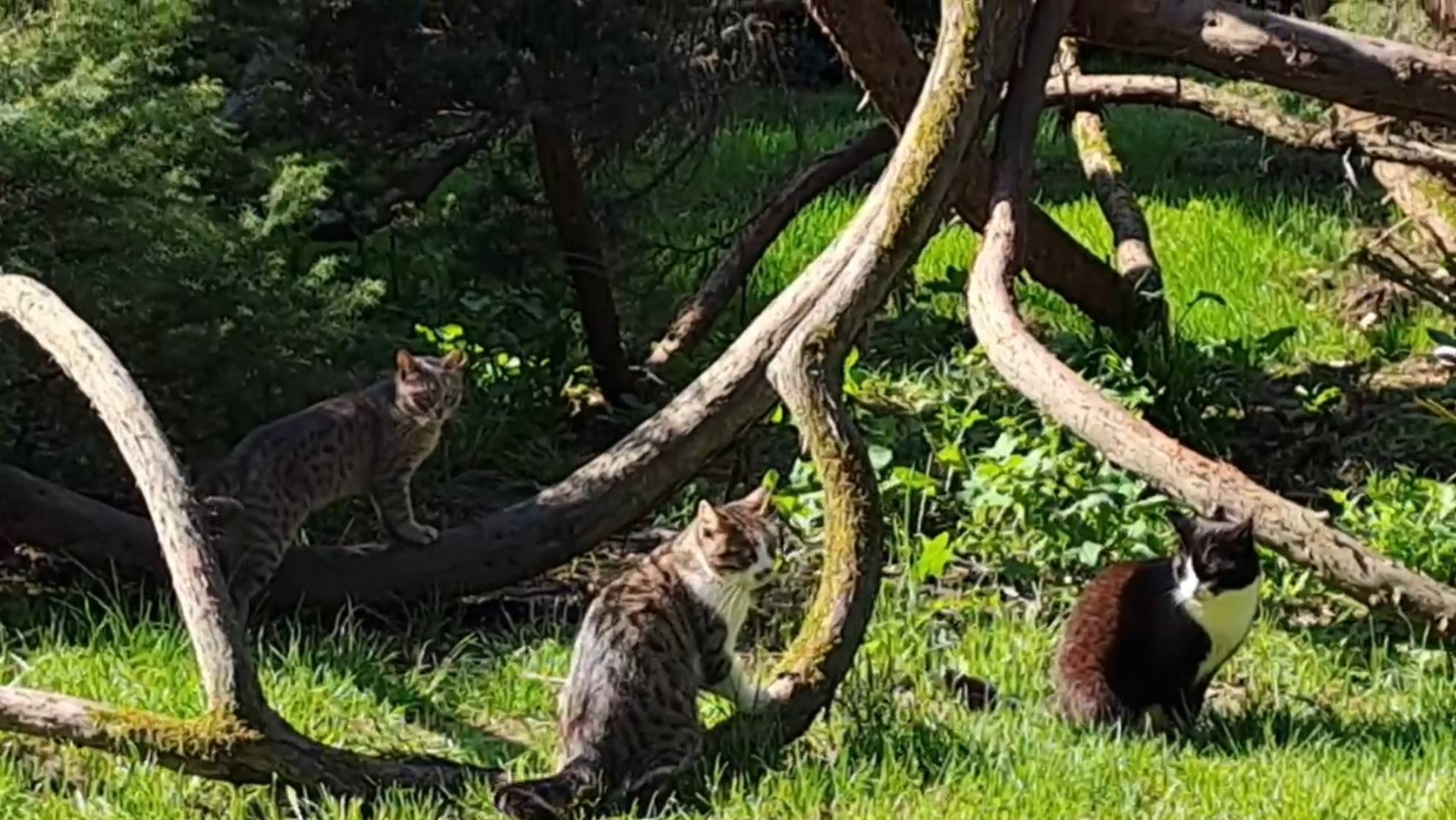 Кошки Адлера смотреть онлайн