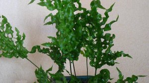 №62. Полиподиум Зелёная волна. Черенкую, размножаю.