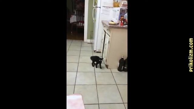 Приколы с кошками и котами #4 Подборка смешных и интересных видео с котиками и 1 смотреть онлайн