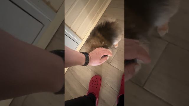 Доброе утро ☀️ смотреть онлайн
