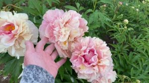 Пион «Triphena Parkin». Наконец-то дождались полноценного цв?