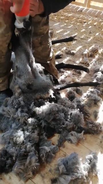 машинка для стрижки овец Lamarck смотреть онлайн