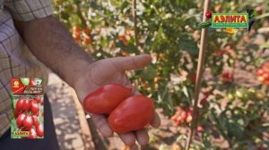 Наш урожайный сорт томата ПИР НА ВЕСЬ МИР в открытом г?