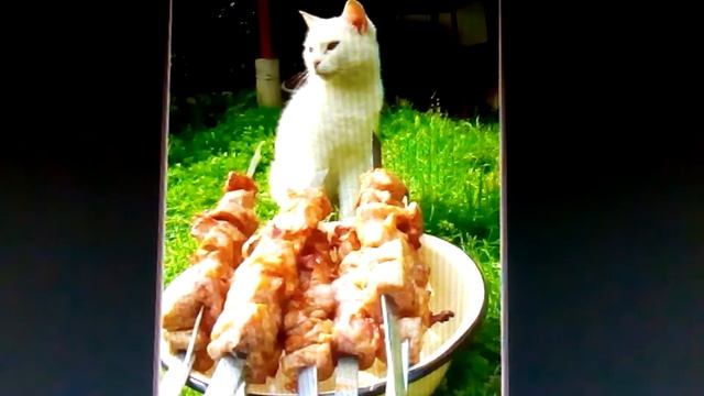 смешные фото с котиками смотреть онлайн