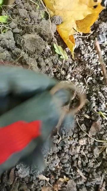 Первый мини клад с шурфа!!! #коп #xp #клад #металлоискател смотреть онлайн