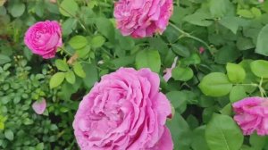 НАДО ЛИ ОБРАБАТЫВАТЬ РОЗЫ ОТ БОЛЕЗНЕЙ? Мой опыт и мое мнение #розы #болезни #обработки #фунгициды