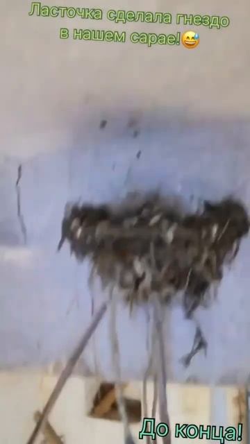 Ласточка сделала гнездо в нашем сарае!😅|CrazyB182 #shorts смотреть онлайн