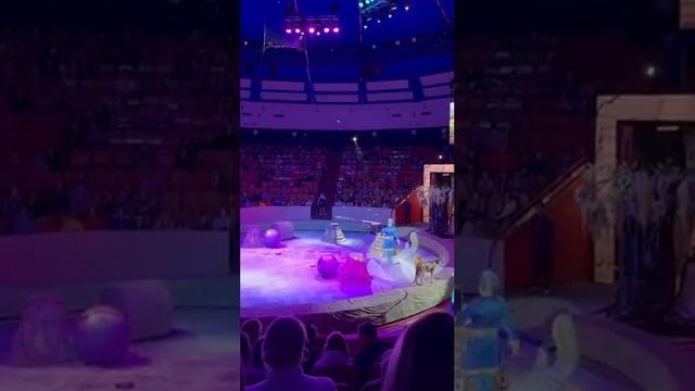 Тюменский цирк 2024 смотреть онлайн