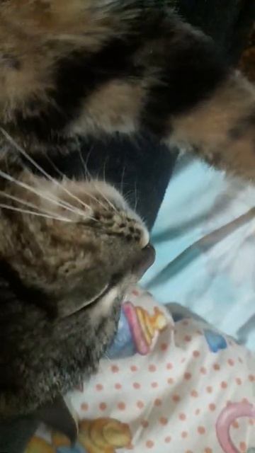 Вот бы машину для массажа котов изобрели!🤣 смотреть онлайн