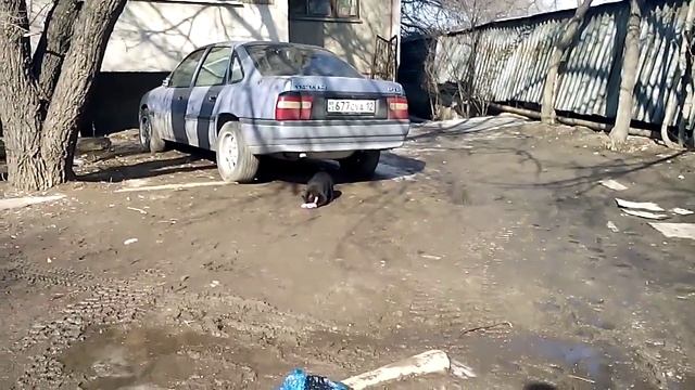 Помощь бедной кошке!!! смотреть онлайн