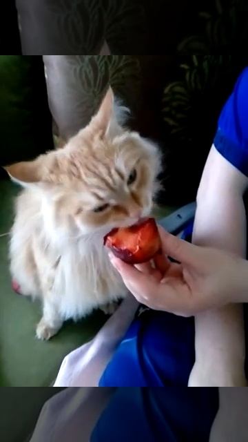 Коты едят сливы смотреть онлайн
