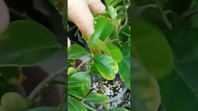 Гранаты из косточки. Pomegranates from a seed. смотреть онлайн