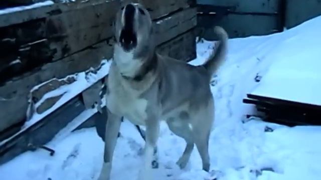 Кто потерял алабая?! Хозяева, найдитесь! смотреть онлайн