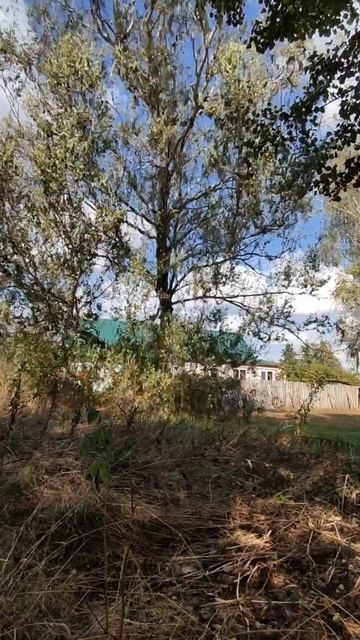 Огромная береза и бензопила Villartec #Shorts #арбористика #ва смотреть онлайн