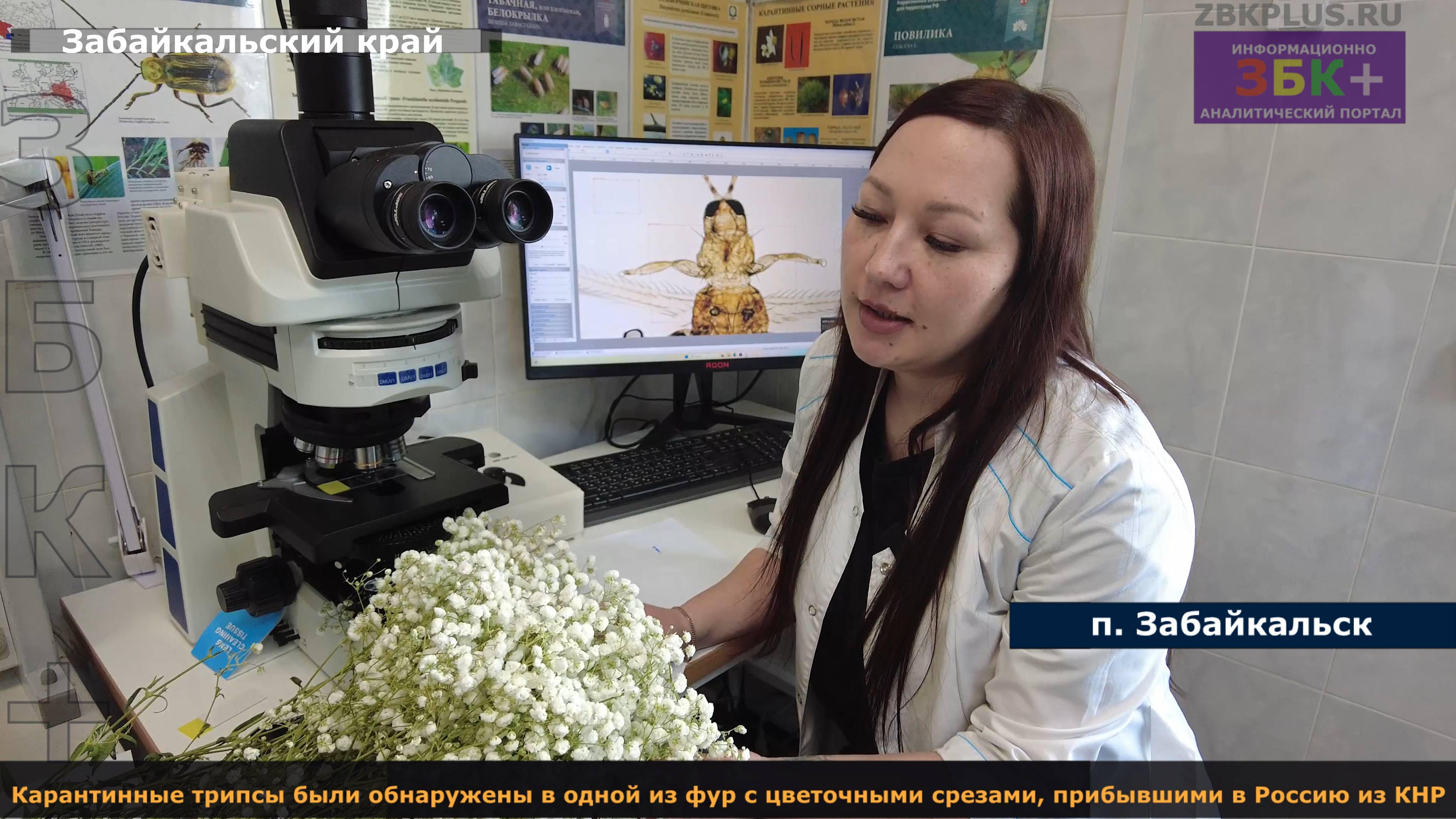 ЗБК + Карантинные трипсы были обнаружены в одной из фур с цветочными срезами, прибывшими в Россию из смотреть онлайн