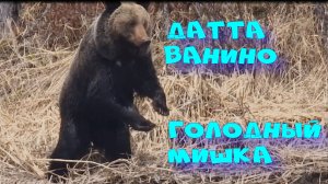 #Медведь_на_Улике_Ванино