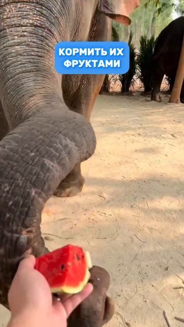 Деревня слонов на Пхукете - идеальное место для общения со слонами смотреть онлайн