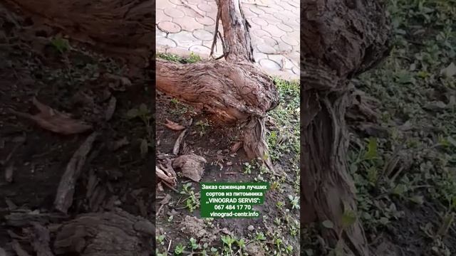 Привитый виноград  до его обрезки на арке или перголе!