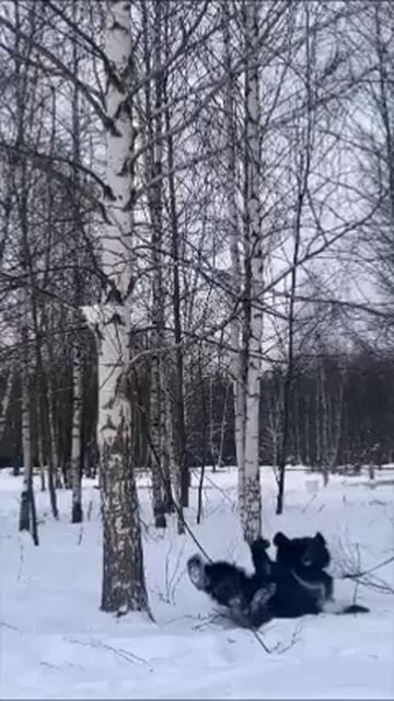 РАЗВЛЕКАЛОЧКИ МЕДВЕДЯ смотреть онлайн