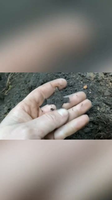 Шурф избы 16 века! Поиск с металлоискателем смотреть онлайн