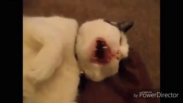 😅Прикол. Кошки кричат!!!😅 смотреть онлайн