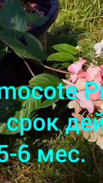 Подкормка гортензии весной в открытом грунте смотреть онлайн