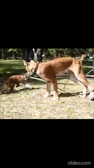 РЫСИ ПЕРВОЕ НЕУДАЧНОЕ ЗНАКОМСТВО_ КТО КОГО БОИТСЯ смотреть онлайн