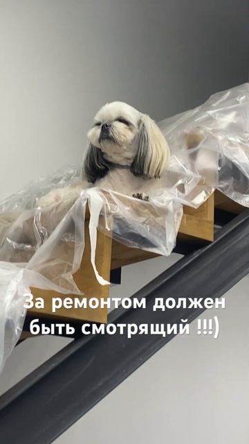 #шитцу #собака #шитцулучшиесобаки #love #puppy #собаки #живо?