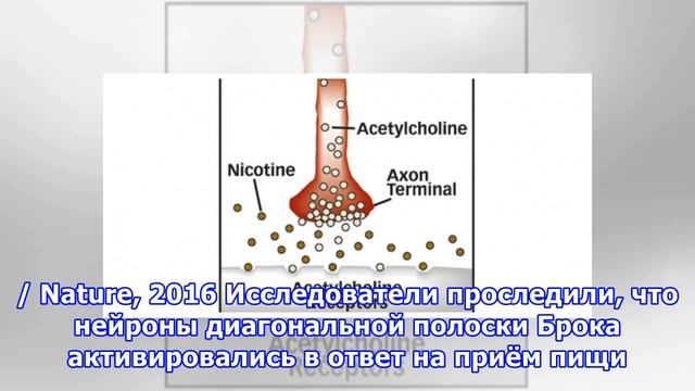Почему не хочется есть, когда куришь