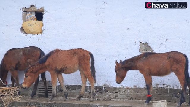 06 01 2022 Yil Jo’raqul Qayumov Xonadonida Bo'ladigan ko'pkari oldidan ijodiy tashrif смотреть онлайн