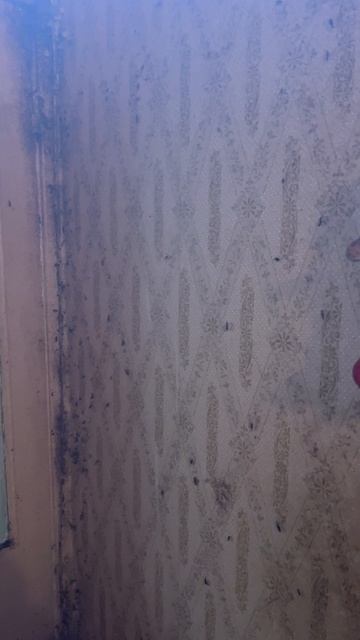 Тараканий дождь