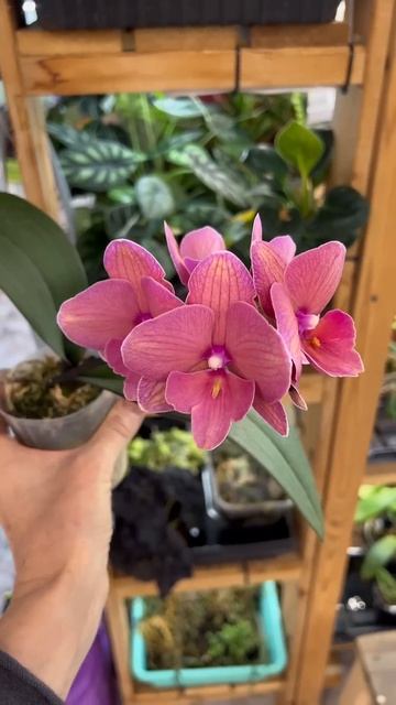 #данапротасова #orchideen #orchid #орхидиум #орхидея #phalaenopsis смотреть онлайн