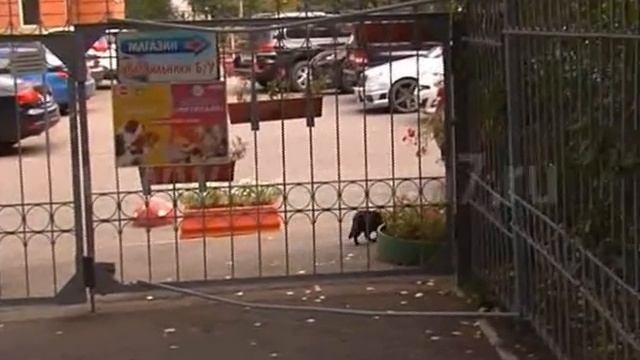 Жесть от 28.09.2016.