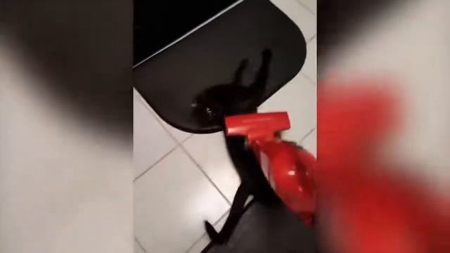 КОШКИ 2020 ПРИКОЛЫ с котами и кошками 2020 Смешные Коты Funny Cats смотреть онлайн