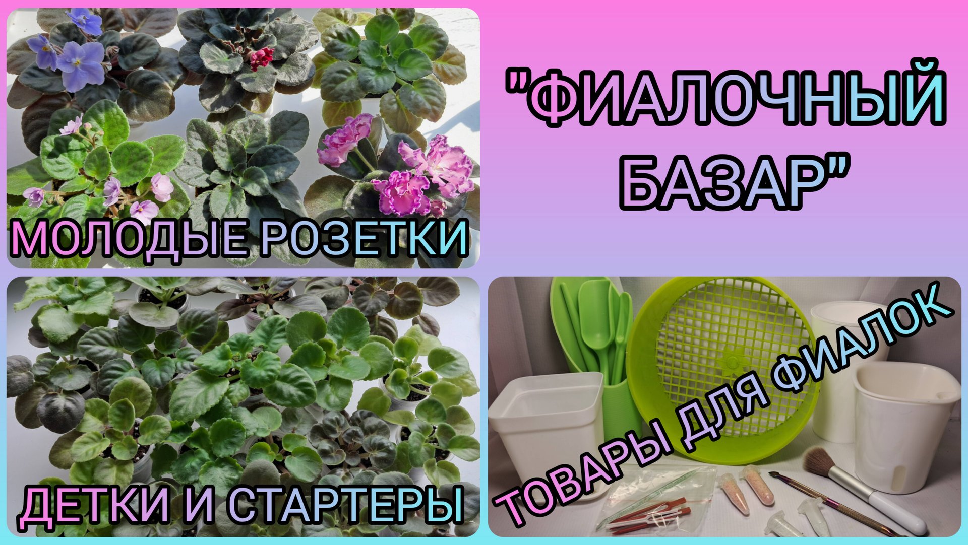"Фиалочный базар" - продажа фиалок. смотреть онлайн