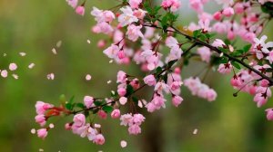 Цветение Футаж весенний HD