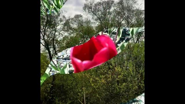 Май _ очень прекрасный месяц. Цветущая середина мая.mp4 смотреть онлайн