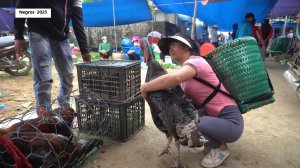 Дорис 50. Новая птица в домашнем хозяйстве