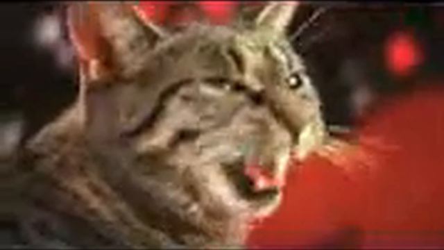 Кот панк смотреть онлайн