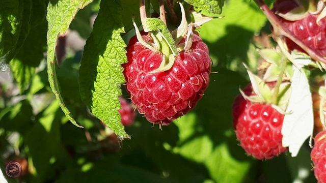 малина Жозефина