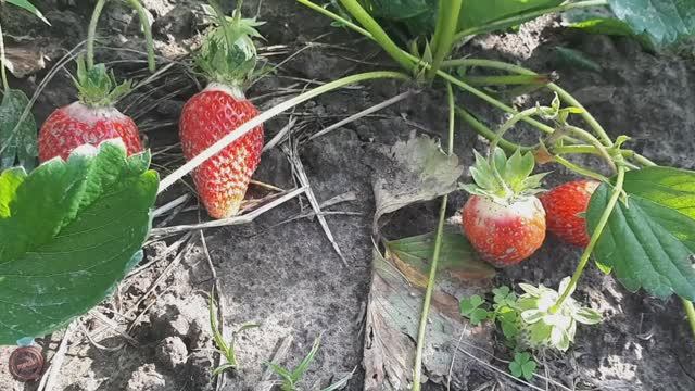 клубника Фронтерас