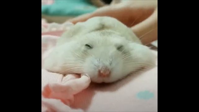 Смешные хомячки-приколы про хомяков смотреть онлайн