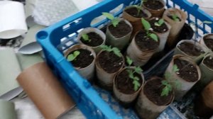 Стаканчики для рассады из втулок туалетной бумаги.