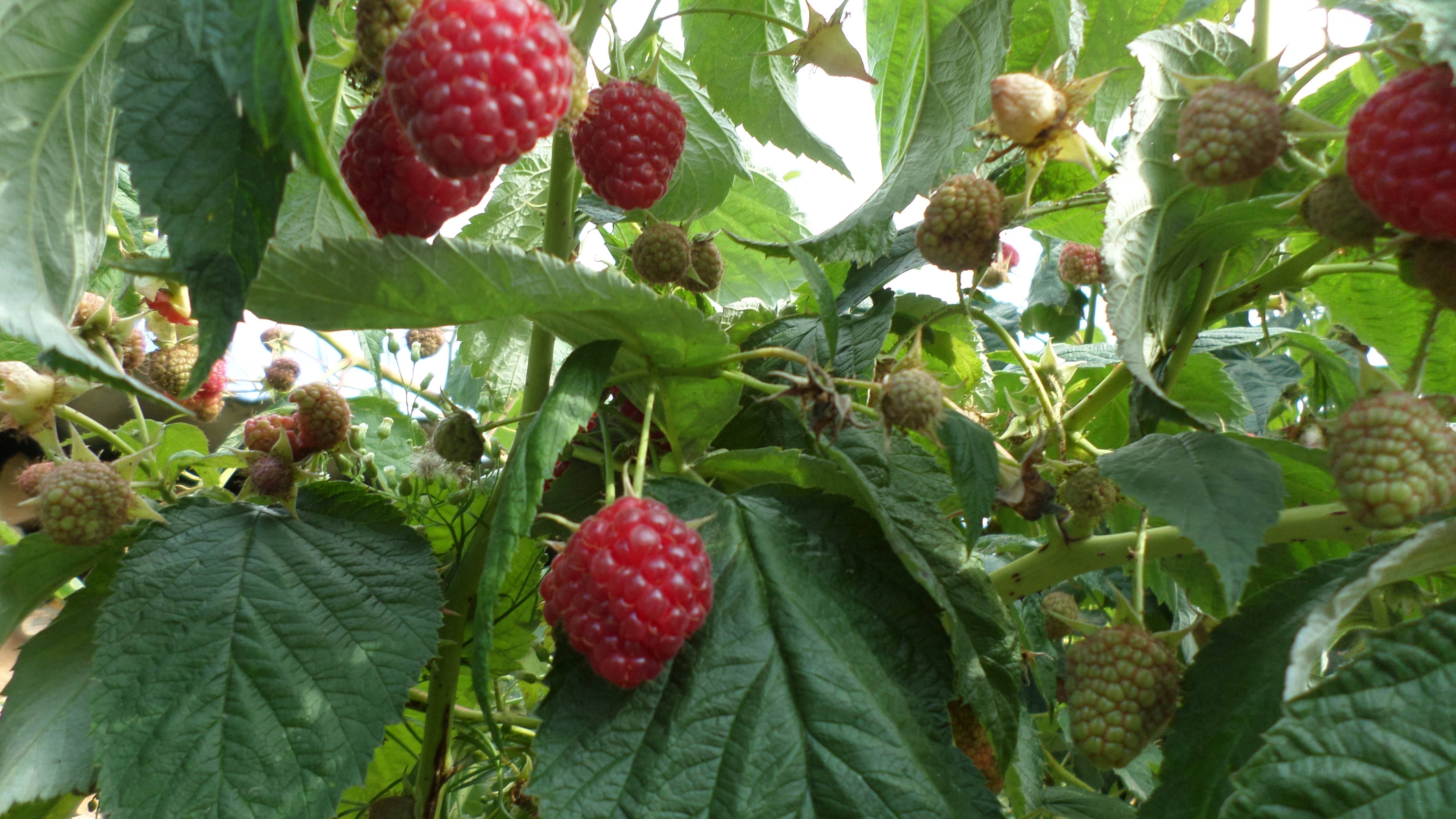 малина для сладкоежек ДЕЛНИВА